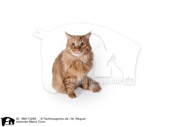 sitzender Maine Coon / MW-13288