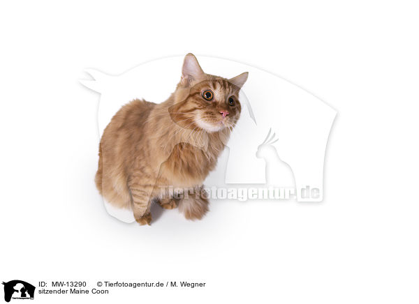 sitzender Maine Coon / MW-13290