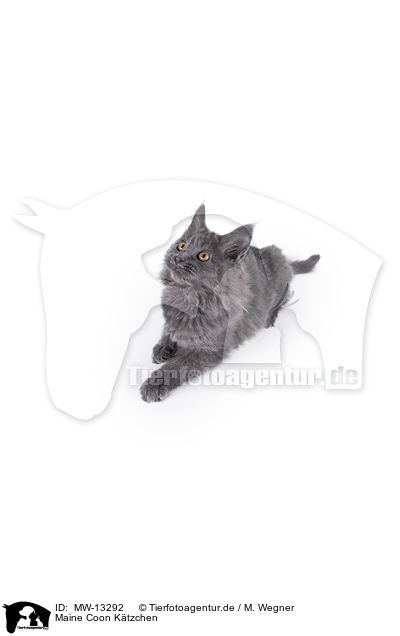 Maine Coon Ktzchen / MW-13292