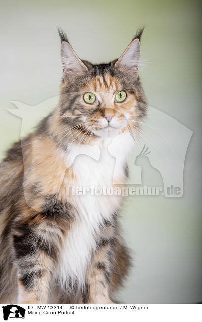 Maine Coon Portrait / MW-13314