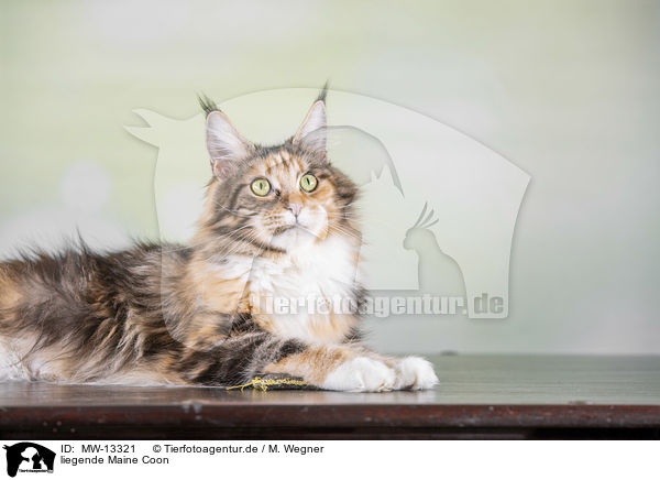 liegende Maine Coon / lying Maine Coon / MW-13321