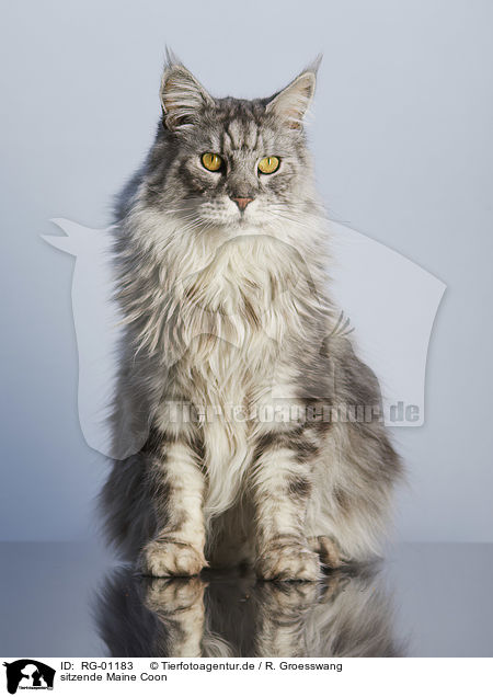 sitzende Maine Coon / RG-01183