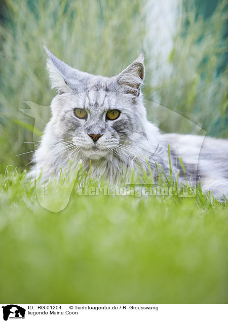 liegende Maine Coon / lying Maine Coon / RG-01204