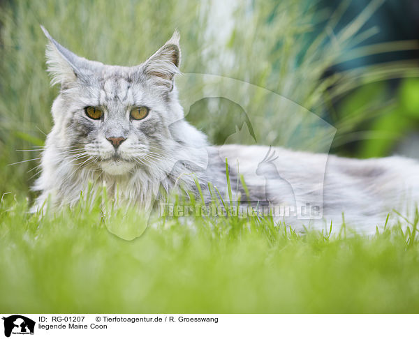 liegende Maine Coon / RG-01207