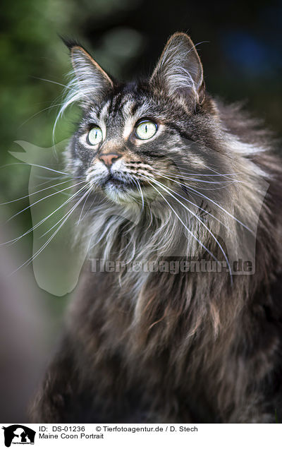 Maine Coon Portrait / DS-01236