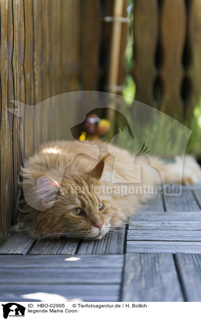 liegende Maine Coon / lying Maine Coon / HBO-02995