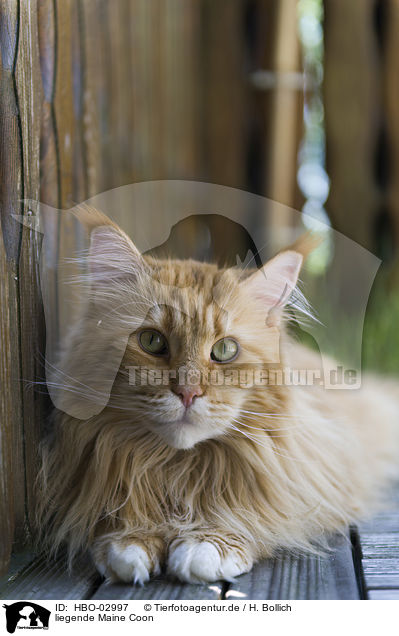 liegende Maine Coon / lying Maine Coon / HBO-02997