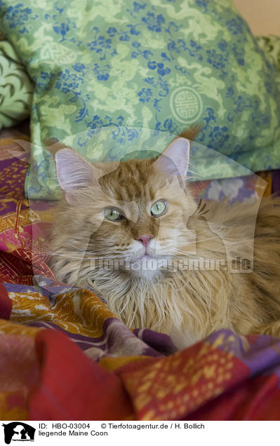 liegende Maine Coon / HBO-03004