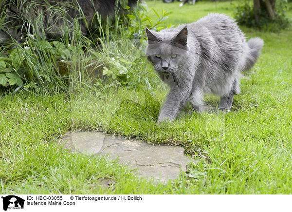 laufende Maine Coon / HBO-03055