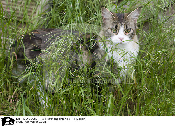 stehende Maine Coon / HBO-03058