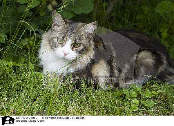 liegende Maine Coon / HBO-03060