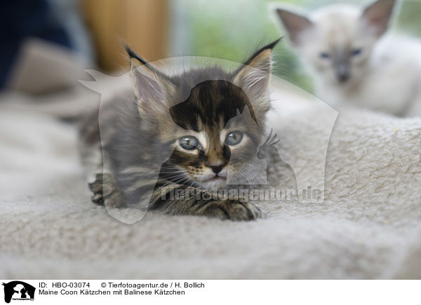 Maine Coon Ktzchen mit Balinese Ktzchen / Maine Coon Kitten with Balinese Cat Kitten / HBO-03074