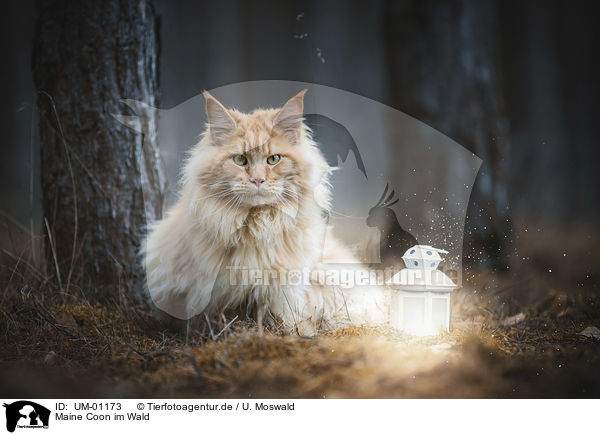 Maine Coon im Wald / Maine Coon in the forest / UM-01173