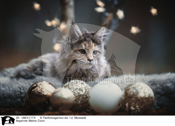 liegende Maine Coon / UM-01174