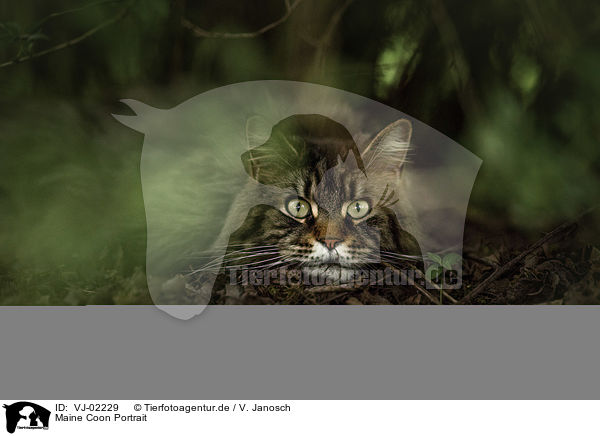 Maine Coon Portrait / VJ-02229