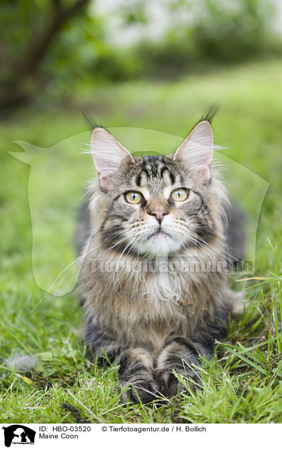 Maine Coon / HBO-03520