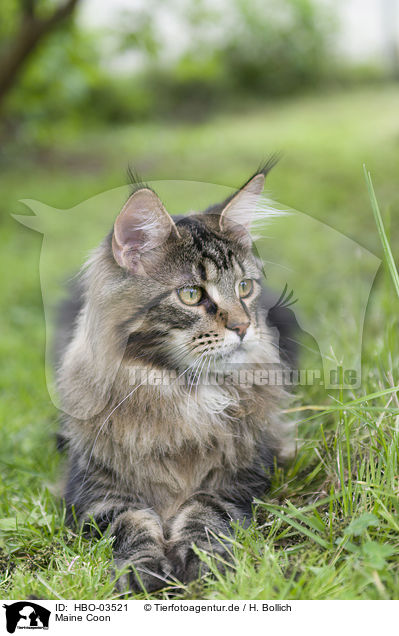 Maine Coon / HBO-03521