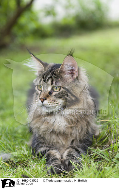 Maine Coon / HBO-03522