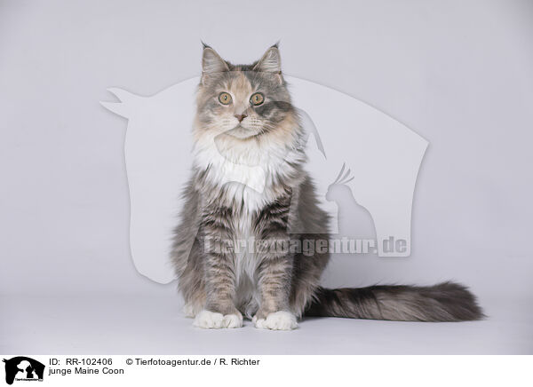 junge Maine Coon / young Maine Coon / RR-102406