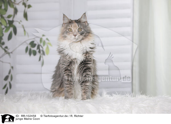 junge Maine Coon / young Maine Coon / RR-102458