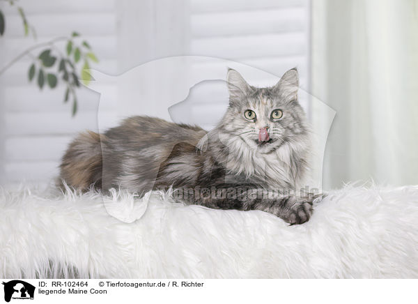liegende Maine Coon / lying Maine Coon / RR-102464