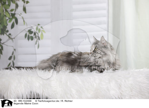 liegende Maine Coon / lying Maine Coon / RR-102468