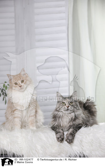 2 Maine Coons / RR-102477
