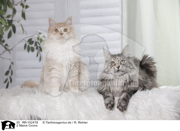 2 Maine Coons / RR-102478