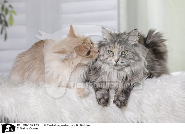 2 Maine Coons / RR-102479