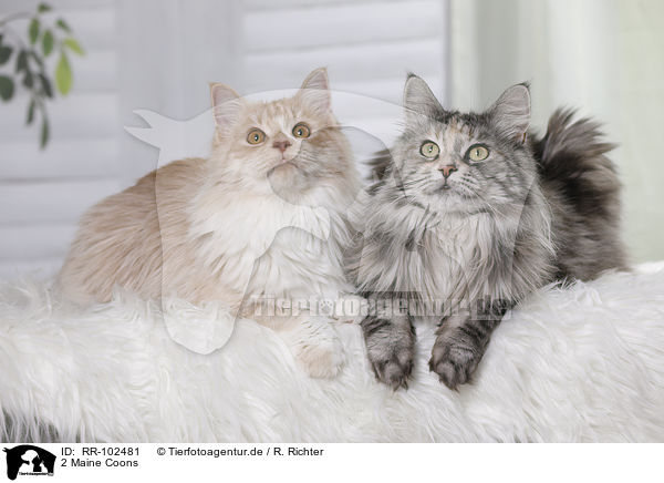 2 Maine Coons / RR-102481