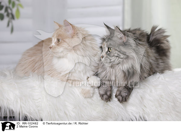2 Maine Coons / RR-102482