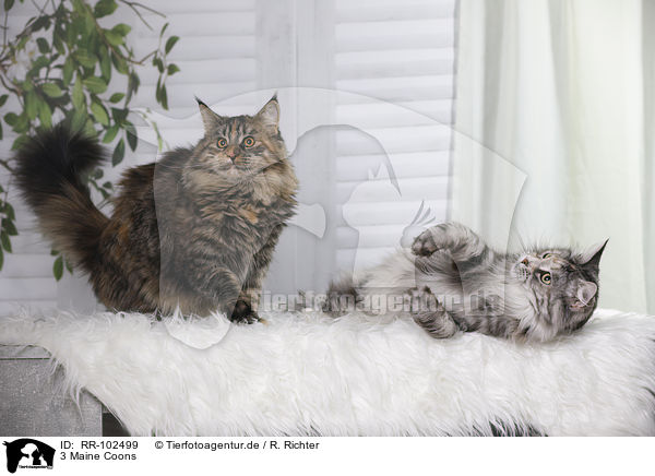 3 Maine Coons / RR-102499