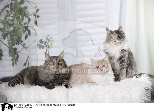 3 Maine Coons / RR-102503