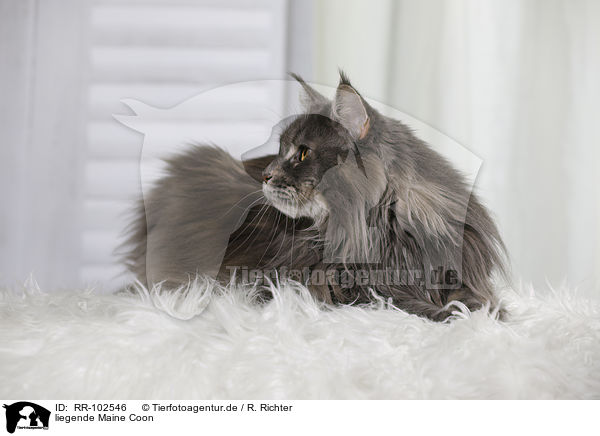 liegende Maine Coon / RR-102546