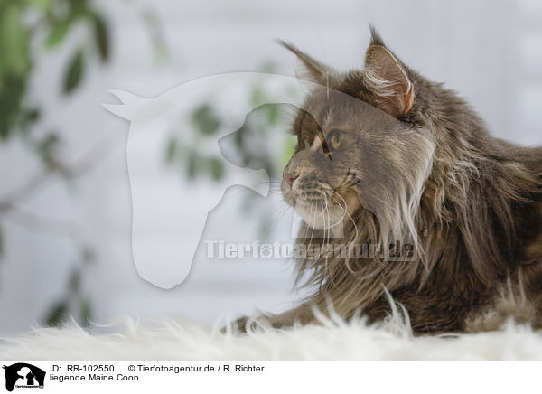 liegende Maine Coon / RR-102550