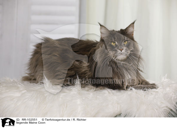 liegende Maine Coon / RR-102551