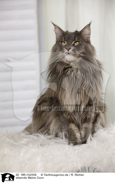 sitzende Maine Coon / RR-102559