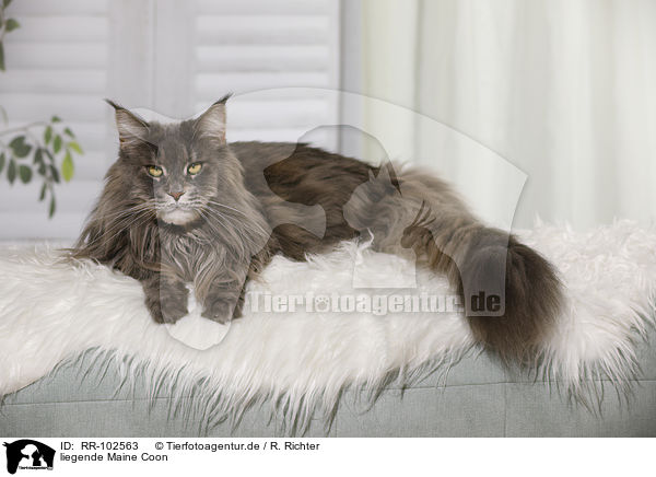 liegende Maine Coon / RR-102563