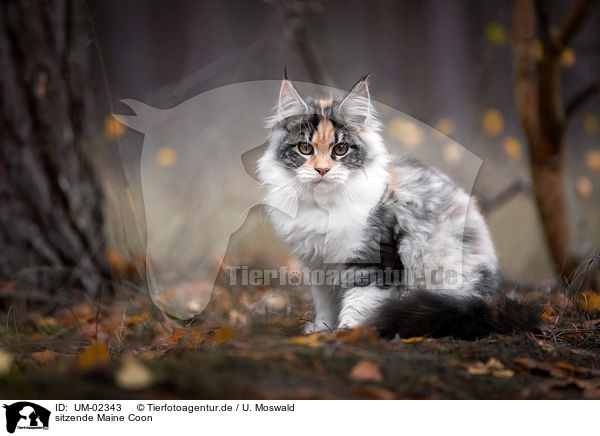 sitzende Maine Coon / UM-02343