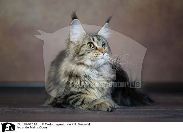 liegende Maine Coon / UM-02518