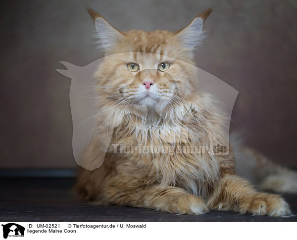 liegende Maine Coon / UM-02521