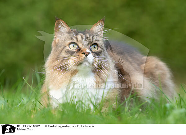 Maine Coon / Maine Coon / EHO-01802