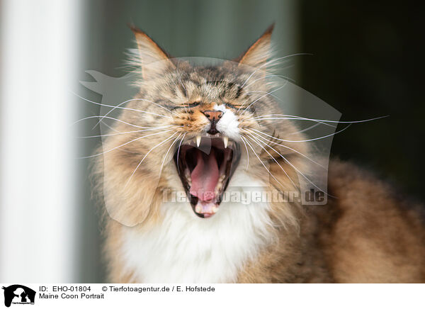 Maine Coon Portrait / Maine Coon Portrait / EHO-01804