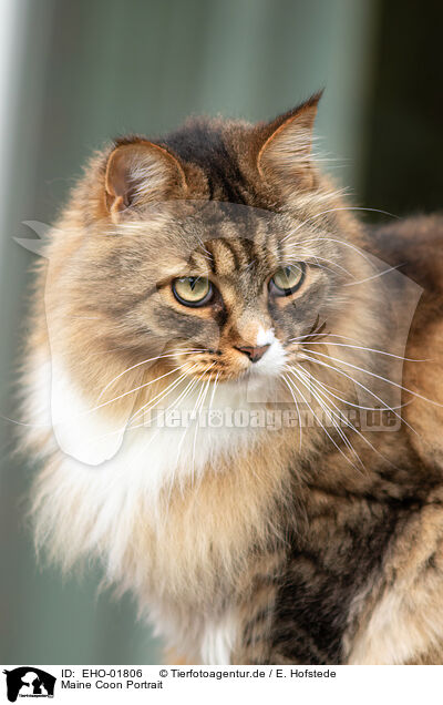 Maine Coon Portrait / Maine Coon Portrait / EHO-01806