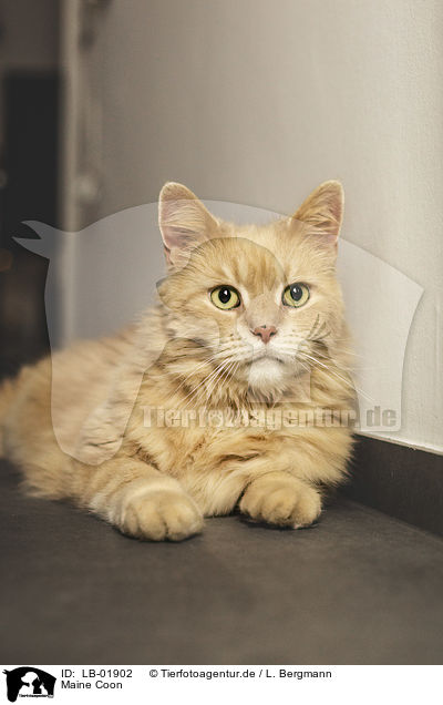 Maine Coon / LB-01902