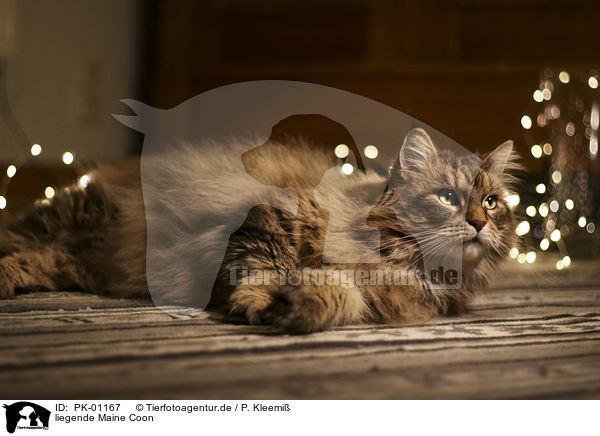 liegende Maine Coon / PK-01167