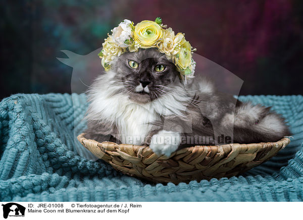 Maine Coon mit Blumenkranz auf dem Kopf / JRE-01008