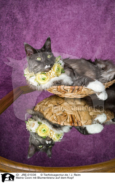 Maine Coon mit Blumenkranz auf dem Kopf / JRE-01036