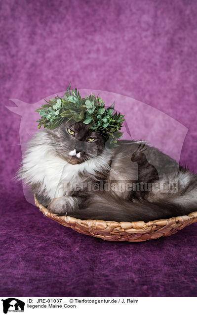 liegende Maine Coon / JRE-01037