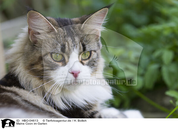 Maine Coon im Garten / HBO-04613